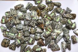  Dalmata Jspis 800.-