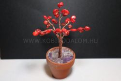  Korall szerencsefa